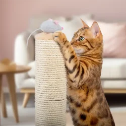 Jucării pentru pisici, accesorii care încurajează joaca și activitatea felinelor